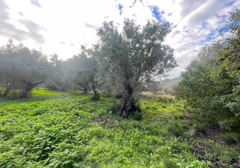 Plot - Resale Property - Altea - Altea